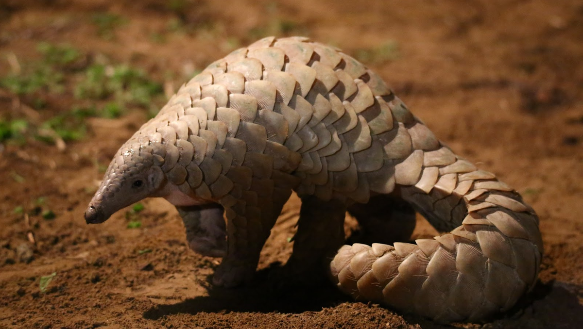 Sau đó, chúng bắt đầu tích lũy sỏi và cát trong dạ dày để tăng khả năng nghiền nát thức ăn. Cuối cùng, chúng phát triển một dạ dày đầy "cơ bắp" cực kỳ mạnh mẽ, có thể điều chỉnh mức độ co bóp để tối ưu hóa quá trình tiêu hóa. Ảnh: Science Direct