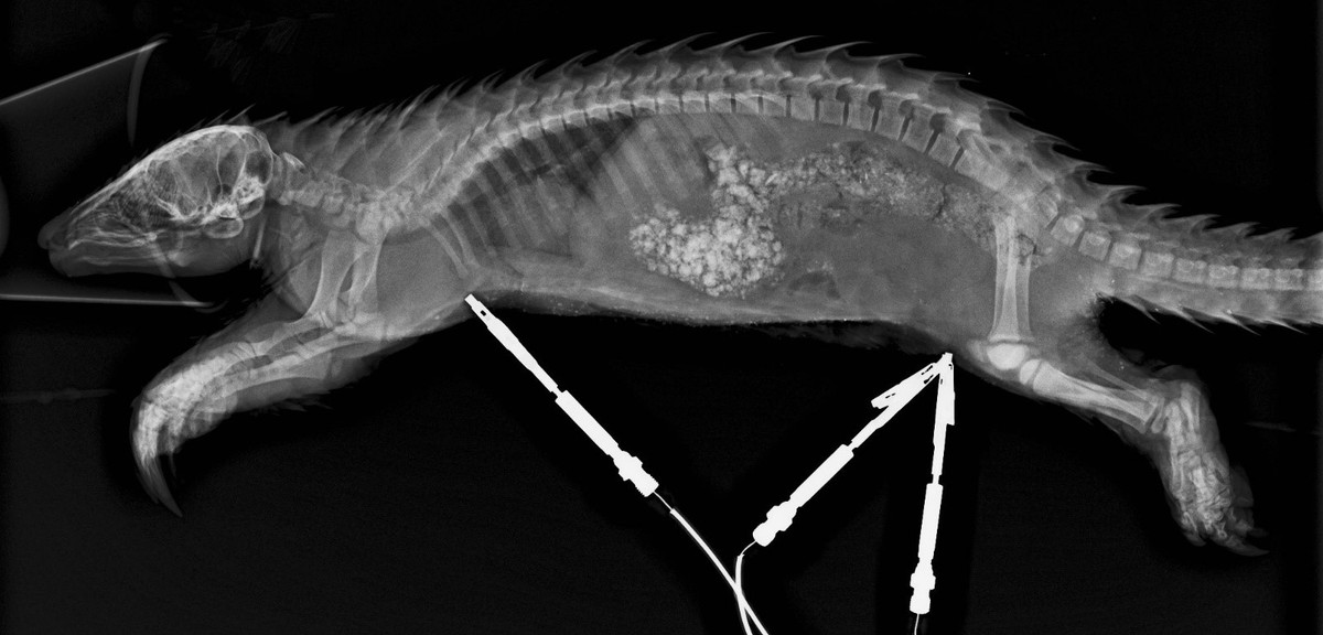 Nhưng điều khiến cho không ai có thể ngờ rằng bên trong cơ thể nhỏ bé ấy lại chứa đựng một trong những hệ tiêu hóa kỳ diệu và mạnh mẽ nhất thế giới động vật. Có nghĩa là, không chỉ lớp giáp bên ngoài, trong bụng chúng cũng rất đặc biệt. Ảnh: Science Direct