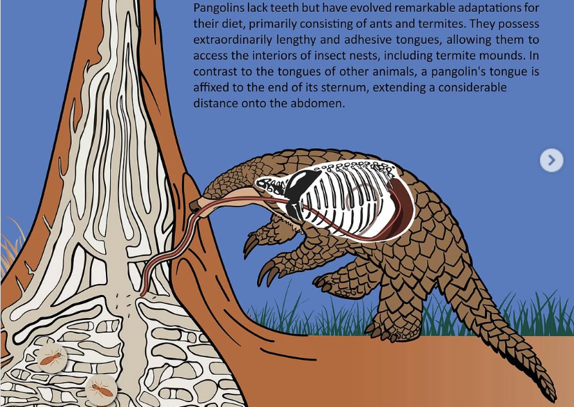 Nhưng tại sao tê tê lại cần một hệ tiêu hóa mạnh mẽ đến vậy? Câu trả lời nằm ở nguồn thức ăn đặc biệt của chúng: kiến và mối. Cả hai loài này đều có bộ xương ngoài làm từ chitin, một hợp chất có độ cứng tương đương với nhựa kỹ thuật. Ảnh: Science Direct
