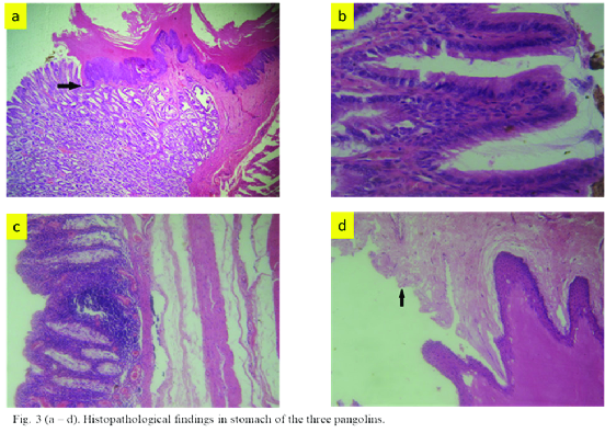 Cấu trúc của dạ dày tê tê được chia thành ba khoang riêng biệt. Hai khoang đầu tiên chứa các phần nhô ra giống như răng làm bằng keratin, giúp xé nhỏ thức ăn. Trong khi đó, khoang thứ ba (dạ dày chính) được bao phủ bởi các hạt thạch anh, hoạt động như những viên bi mài giúp nghiền thức ăn. Ảnh: Science Direct