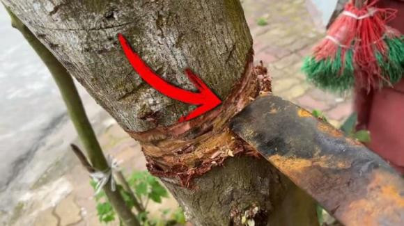 Cây cau: Cây cau thường được trồng trước nhà, nhất là trong những ngôi nhà truyền thống. Trong phong thủy, cau mang ý nghĩa cao quý, thanh tao, giúp xua đuổi tà khí và mang lại sinh khí cho gia đình. 