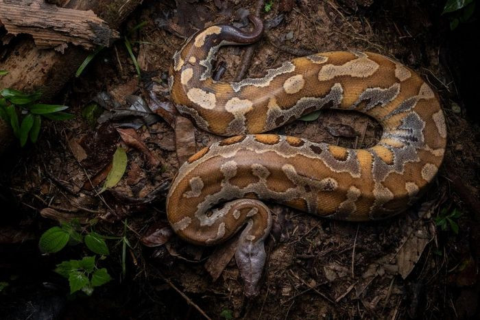 Loài trăn này có thể khiến nhiều người nghĩ chúng bị “thừa cân”. Nhưng đây là một đặc điểm sinh học hoàn toàn tự nhiên. Ảnh: Animalia