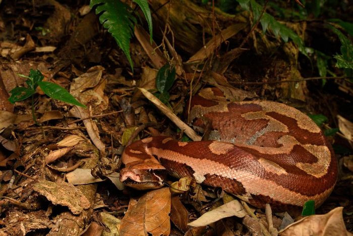 Trong tự nhiên, trăn cộc sống ở rừng rậm ở các khu vực gần bờ nước, đầm lầy nơi có nhiều thức ăn. Chúng hoạt động lúc bình minh hoặc hoàng hôn. Ảnh: Animalia