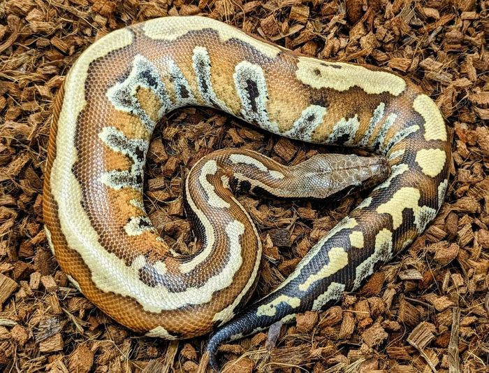 Tại Việt Nam, các nhà khoa học đã ghi nhận vùng phân bố của trăn cộc ở Vườn quốc gia Lò Gò – Sa Mát (Tây Ninh). Trên thế giới, loài trăn này hiện diện ở bán đảo Malaysia, đảo Sumatra và một số đảo khác ở Đông Nam Á. Ảnh: Animalia