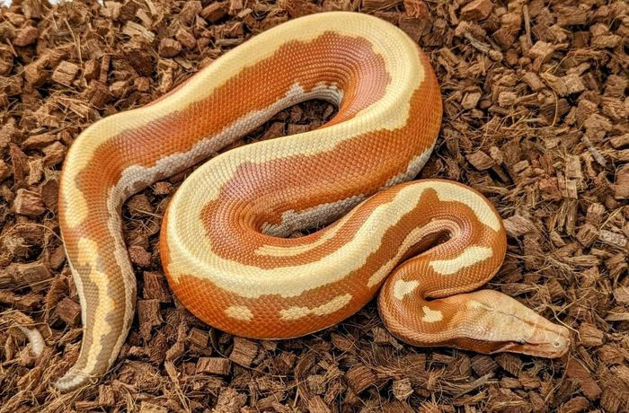 Về mặt sinh sản, trăn cộc có thể đẻ tới 30 trứng mỗi lứa. Trăn mẹ sẽ quấn quanh trứng và rung cơ thể để tạo ra nhiệt, kích thích sự phát triển của trứng. Trăn non mới nở dài 25 - 43cm. Ảnh: Animalia