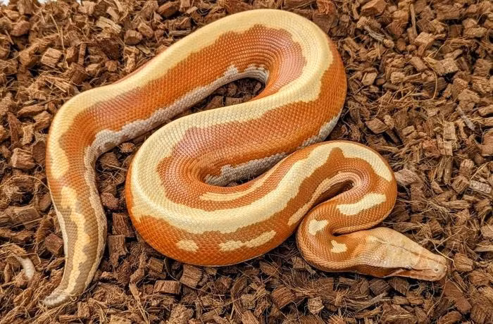 Về mặt sinh sản, trăn cộc có thể đẻ tới 30 trứng mỗi lứa. Trăn mẹ sẽ quấn quanh trứng và rung cơ thể để tạo ra nhiệt, kích thích sự phát triển của trứng. Trăn non mới nở dài 25 - 43cm. Ảnh: Animalia