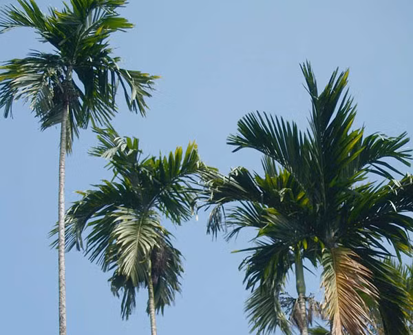  Cau còn được xem là biểu tượng của sự hòa thuận và hạnh phúc trong gia đình. Chặt bỏ cây cau có thể khiến gia đình mất đi sự yên bình.