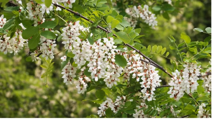 br/> Cây hoa hòe già: Nụ hoa hòe có màu vàng, khi nở chuyển thành màu trắng ngà, mùi thơm, vị hơi đắng và đây là một loại dược liệu quý, chữa được nhiều bệnh như chống viêm, cầm máu, mỡ máu, làm mát cơ thể,… 