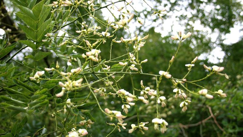 Không chỉ là đường công danh, tài vận mà cây cảnh này còn mang lại nhiều may mắn về sức khỏe, cầu mong con cái đến với mình. Đó là lý do tại sao nhiều người cho rằng đốn hạ cây hòe già thì phước lành sẽ không còn nữa.