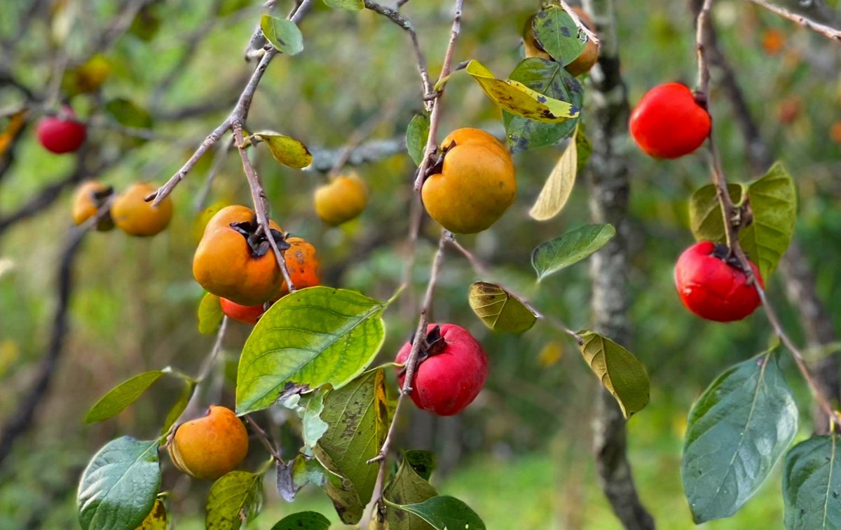 Cây hồng giòn cho quả sai trĩu trịt, tượng trưng cho con đàn cháu đống, đồng thời mang đến tài lộc, vận may cho cả gia đình. Chính vì vậy, hồng giòn là một trong những loại cây không nên chặt để tránh “chặt đứt” tài lộc của con cháu.
