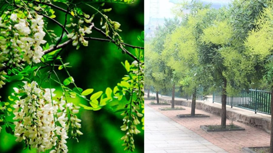  Cây cảnh này thường được trồng trước nhà để vừa lấy bóng mát vừa lấy hoa, vừa có thể giúp gia chủ gặp nhiều may mắn, tài lộc, dễ thăng quan tiến chức.