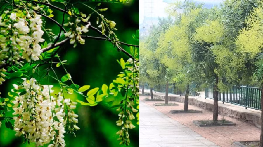  Cây cảnh này thường được trồng trước nhà để vừa lấy bóng mát vừa lấy hoa, vừa có thể giúp gia chủ gặp nhiều may mắn, tài lộc, dễ thăng quan tiến chức.