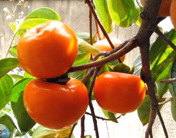 Mỗi loại cây đều mang trong mình ý nghĩa đặc biệt trong phong thủy và đời sống tinh thần của người Việt. Dù hoàn cảnh khó khăn đến đâu, việc chặt bỏ những cây này cần được cân nhắc kỹ lưỡng.