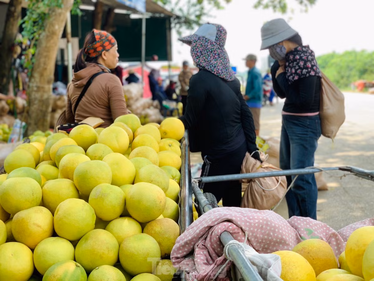 Bưởi Phúc Trạch lâu nay được xem là cây trồng chủ lực, phát triển kinh tế chính của người dân huyện Hương Khê. Không chỉ xóa đói giảm nghèo, loài quả đặc sản này còn giúp nhiều gia đình trở nên khá giả.