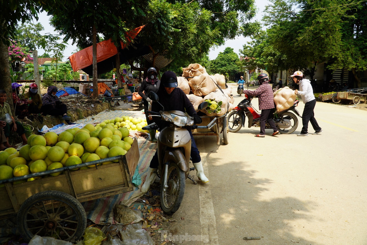 Bưởi được đóng từng bao tải, chở từng xe ra đường để bán và chuyển đi nơi khác tiêu thụ.