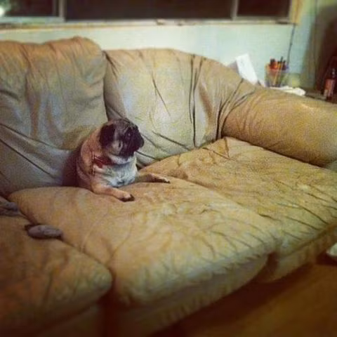 Trong khi đó, chú chó giống Bull này lại tự mình cho thân vào giữa chiếc ghế sofa.