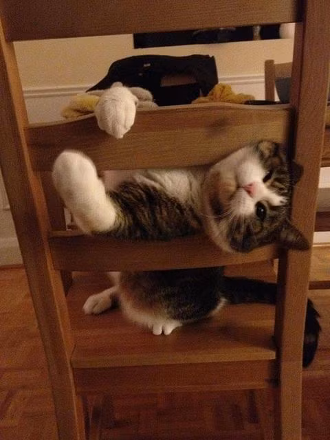 Lúc nào cũng nghịch ngợm, chú mèo này cho hẳn đầu mình vào khe dựa của chiếc ghế.