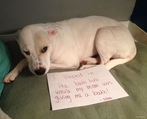 Tôi đã "ị" vào bồn tắm khi mẹ tắm cho tôi!