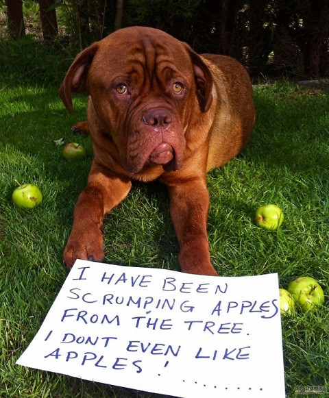 Tôi vừa làm rơi mấy quả táo từ trên cây xuống. Nhưng tôi chẳng thích táo tí nào!