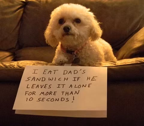 Tôi đã ăn bánh sandwich của bố khi ông ấy không để ý trong 10 giây.