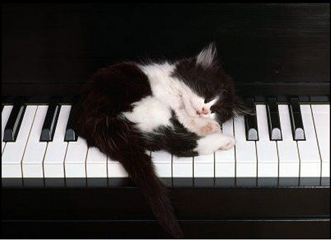 Một giấc mơ âm nhạc.