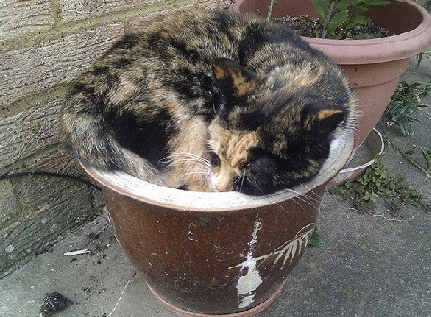 Lại không cho trồng cây?!