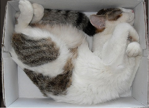 Minh chứng cho khái niệm "mèo là một dạng chất lỏng".