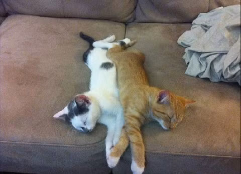 Tình bạn thắm thiết, đi ngủ cũng... thắm thiết.