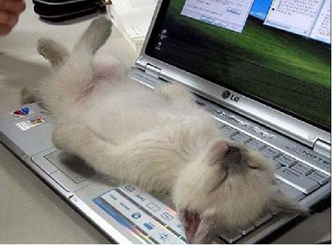 Máy sưởi "bá đạo"