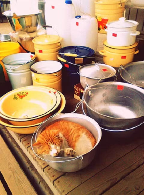 Ngủ thế này nhỡ ai xách đi thì sao?!