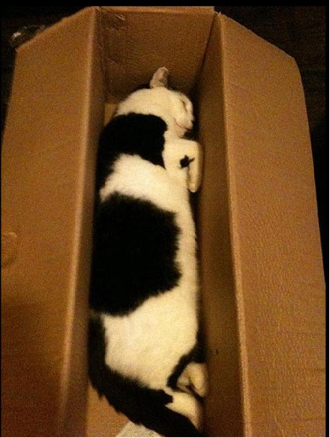 ...lại tiếp tục "mèo là một dạng chất lỏng".