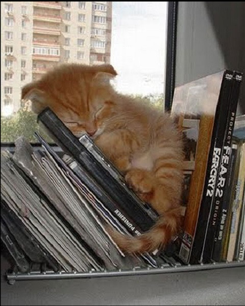 Đến đi ngủ cũng phải...tri thức, vì toàn sách là sách.