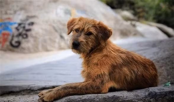 Cam dong khi biet ly do truoc khi chet, cho thuong bo nha di