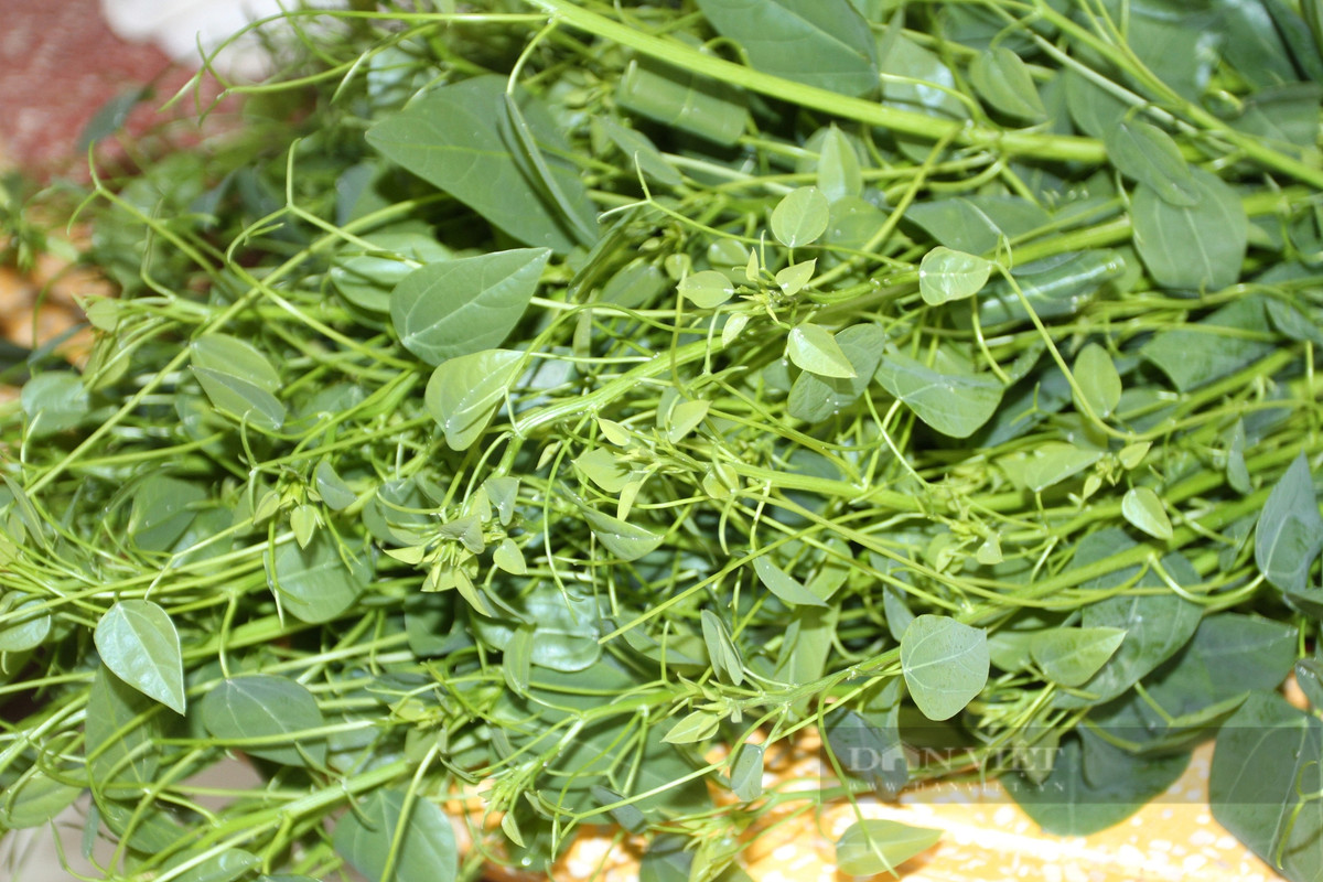 Trồng rau rừng đặc sản, ông nông dân Thái Nguyên thu trăm triệu - Hình 2 Trong rau rung dac san, ong nong dan Thai Nguyen thu tram trieu-Hinh-2