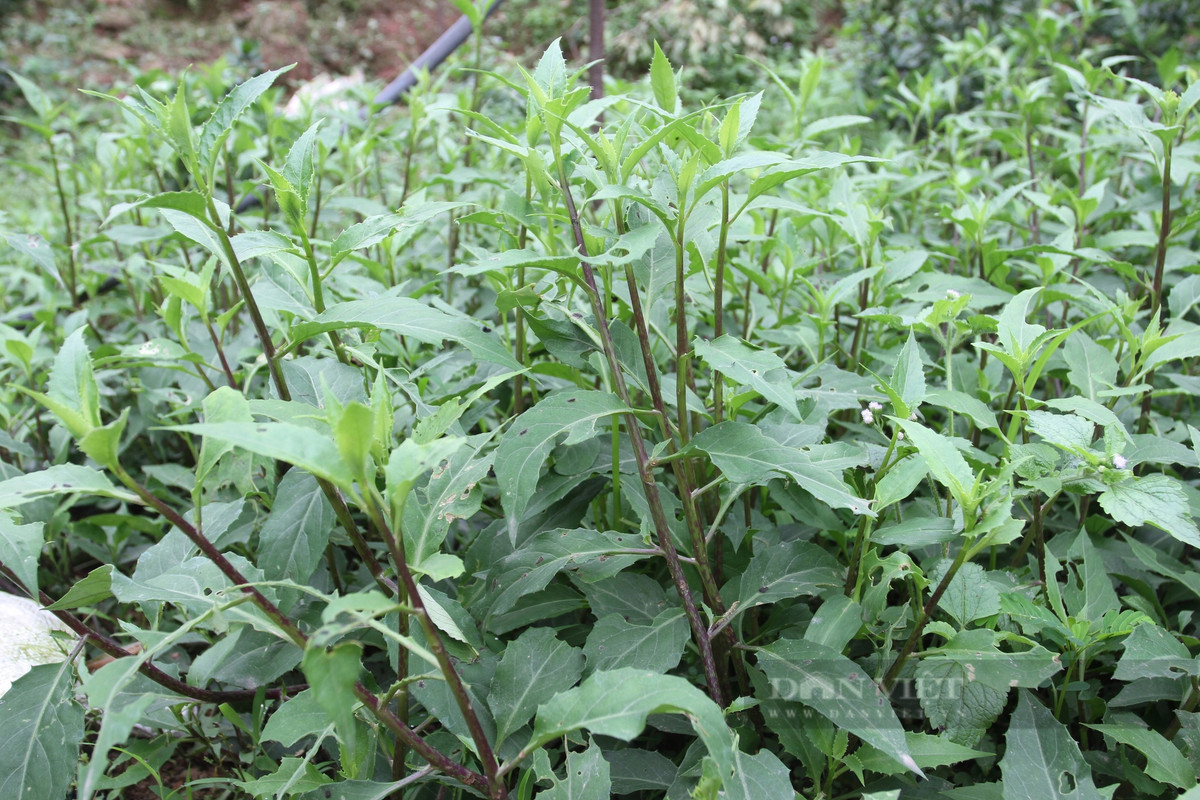 Trồng rau rừng đặc sản, ông nông dân Thái Nguyên thu trăm triệu - Hình 3 Trong rau rung dac san, ong nong dan Thai Nguyen thu tram trieu-Hinh-3