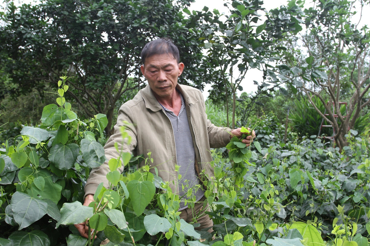 Trồng rau rừng đặc sản, ông nông dân Thái Nguyên thu trăm triệu Trong rau rung dac san, ong nong dan Thai Nguyen thu tram trieu