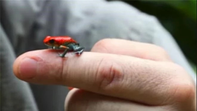 Ly do ech phi tieu doc duoc nuoi nhu thu cung-Hinh-8