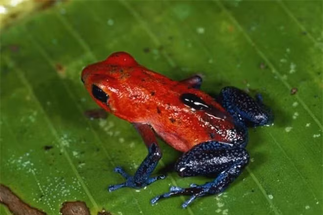 Ly do ech phi tieu doc duoc nuoi nhu thu cung-Hinh-3