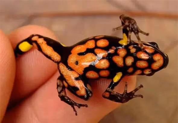 Ly do ech phi tieu doc duoc nuoi nhu thu cung-Hinh-9