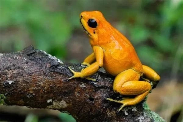 Ly do ech phi tieu doc duoc nuoi nhu thu cung-Hinh-4