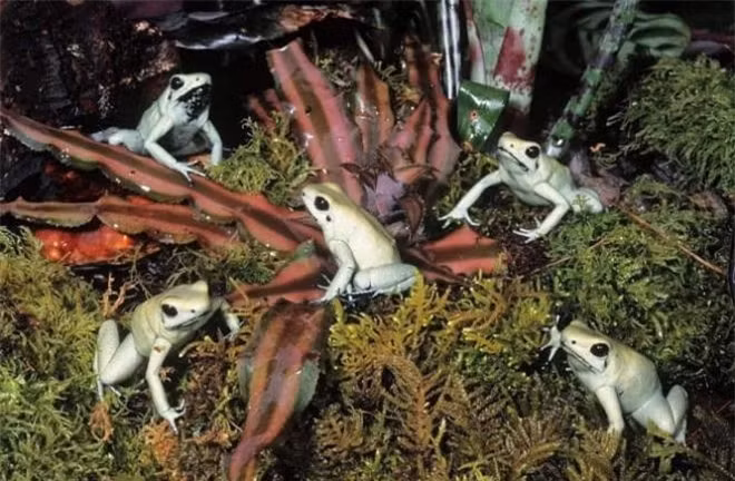 Ly do ech phi tieu doc duoc nuoi nhu thu cung