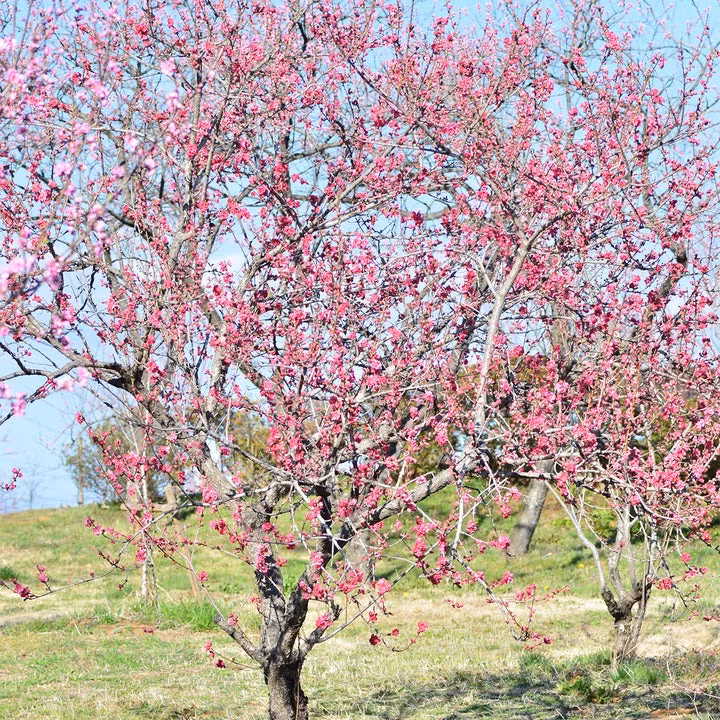 Cây đào còn tượng trưng cho sự may mắn, người ta thường nói hoa đào không chỉ tượng trưng cho hôn nhân tốt đẹp mà còn tượng trưng cho sự nghiệp thành công.