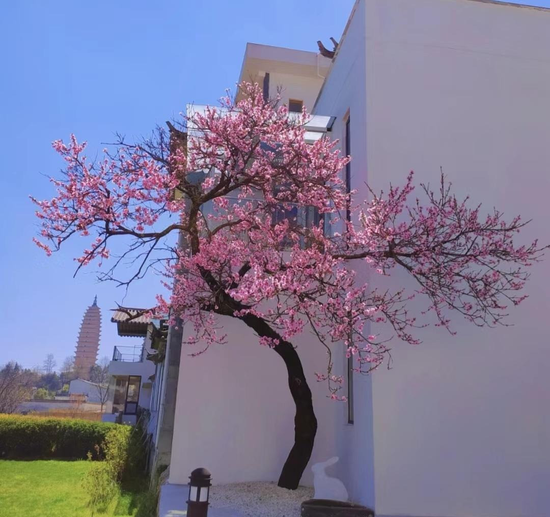 Đào: Cây đào không chỉ là biểu tượng văn hóa quan trọng, gắn liền với Tết cổ truyên của chúng ta mà còn có nhiều tầng ý nghĩa tốt đẹp.