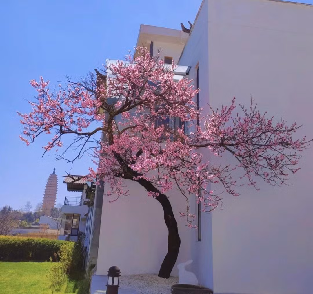 Đào: Cây đào không chỉ là biểu tượng văn hóa quan trọng, gắn liền với Tết cổ truyên của chúng ta mà còn có nhiều tầng ý nghĩa tốt đẹp.