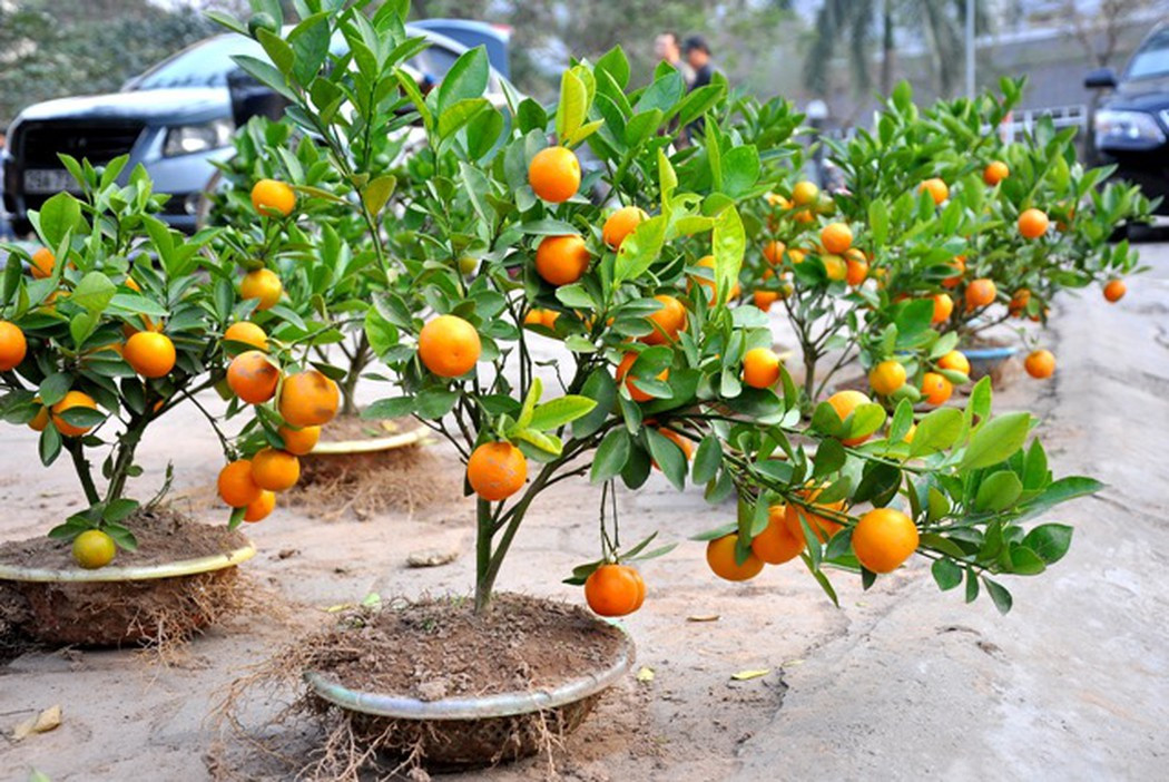  Bạn nên trồng trong nhà, ngoài vườn một cây quất. Cây cảnh này không chỉ có thể cải thiện phong thủy ngôi nhà của bạn, cho bạn cảnh đẹp, ý vui mà còn làm dịu cơn khát của bạn. Nếu bạn có một góc vườn hãy đừng bỏ qua 6 cây cảnh này nhé!