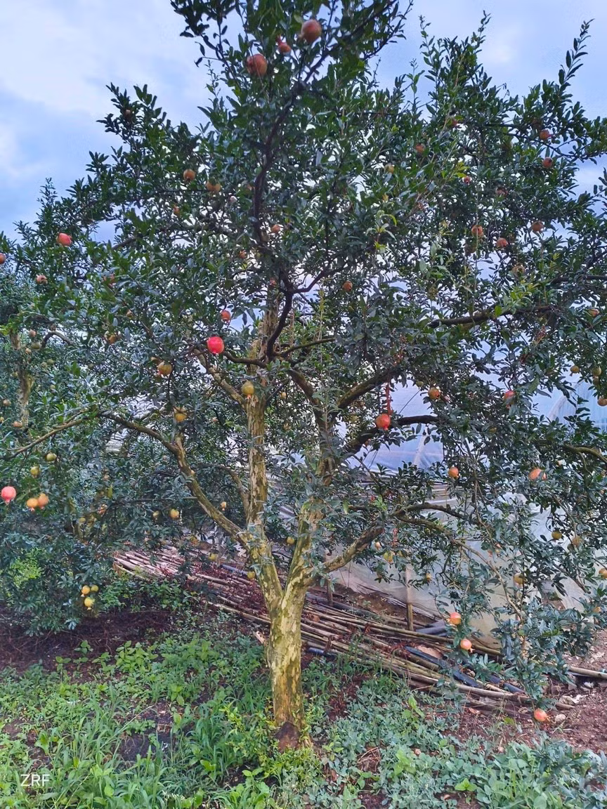 Trong phong thủy, việc trồng cây lựu ở hai bên nhà có thể thu thập phước lành và sự giàu có từ thế giới bên ngoài và ngưng tụ chúng vào nhà, cải thiện vận may, đặc biệt là sự giàu có của bạn.