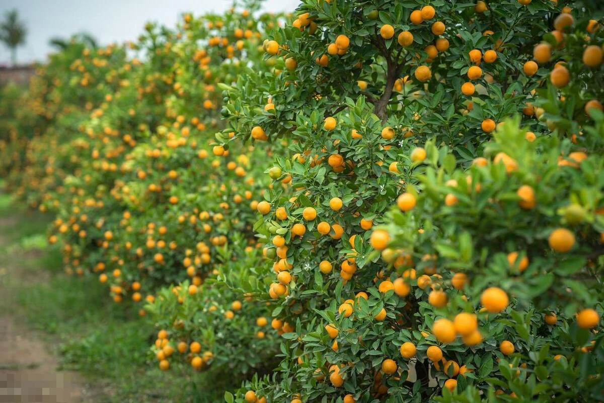 Đây là cây cảnh không thể thiếu được trong dịp năm mới, mọi người bày trong nhà để cầu một một năm mới may mắn, sức khỏe, nhiều tài lộc, gia đình hòa thuận, ăn nên làm ra. Ngoài ra, cây cảnh này còn mang ý nghĩa may mắn, tài chính dồi dào nên rất thích hợp để đặt trong cửa hàng giống như con mèo chiêu tài.