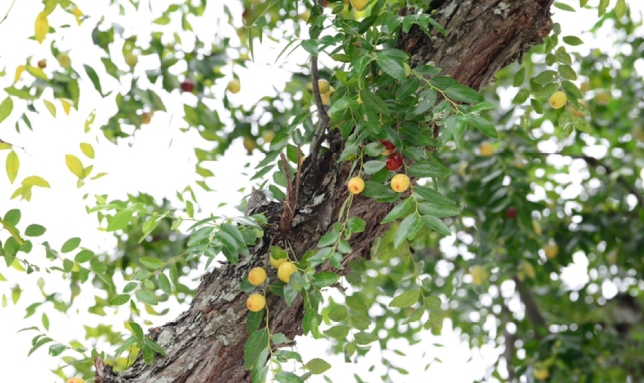 Người xưa có câu "trâu chậm uống nước đục", do đó, nếu bạn sớm lên kế hoạch, sớm có dự định hơn người khác chắc chắn sẽ nhận được những thành công. Trong dân gian, khi tổ chức đám cưới, người ta thường đặt táo tàu, nhãn dưới giường với ngụ ý có con trai sớm.