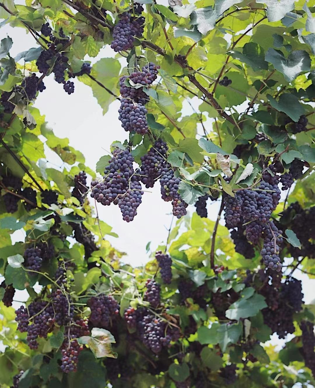 Nho: Nho có nhiều quả trong chùm tượng trưng cho nhiều con cái, may mắn, thịnh vượng và kết quả tốt đẹp. Gieo một hạt nho sẽ cho ra hàng vạn quả, tượng trưng cho một loại sức sống bền bỉ, sức sống mãnh liệt, do đó cũng tượng trưng cho sự nghiệp phát đạt.