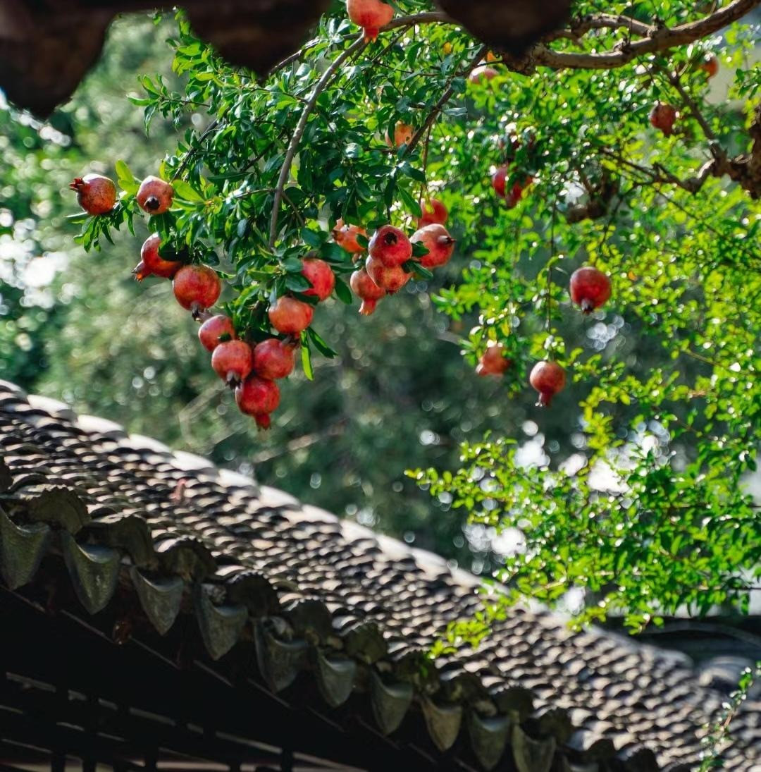 Hơn nữa, những quả lựu còn liên kết chặt chẽ với nhau tạo thành một tổng thể thống nhất nên lựu còn được coi là biểu tượng của sự đoàn tụ. Cành lựu đầy hoa tượng trưng cho sự thịnh vượng và những ngày tươi đẹp. Màu của quả lựu như lửa, nồng nàn và tươi sáng cũng là biểu tượng của sự thịnh vượng, sung túc kéo dài qua nhiều thế hệ.